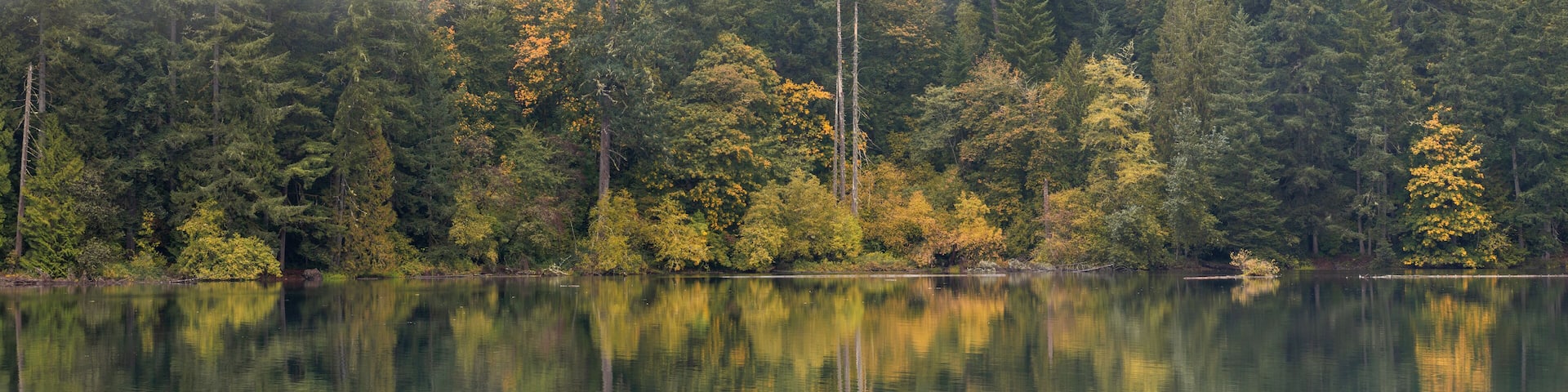 Fall Foliage Peaks Out Through the Evergreen Trees