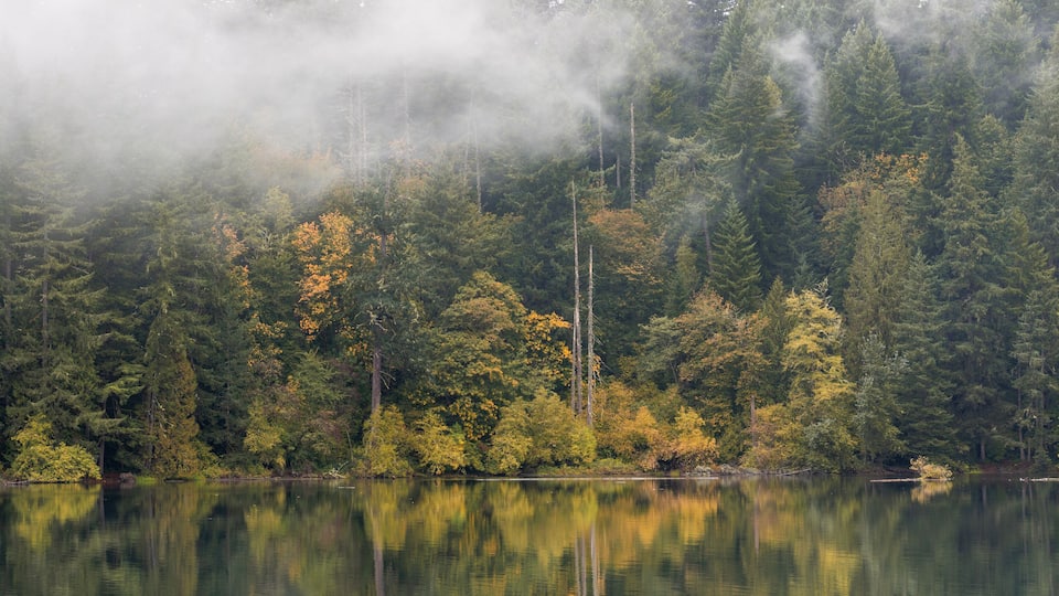 Fall Foliage Peaks Out Through the Evergreen Trees