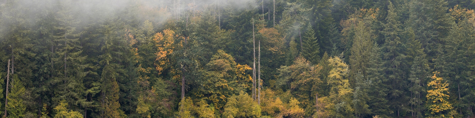 Fall Foliage Peaks Out Through the Evergreen Trees
