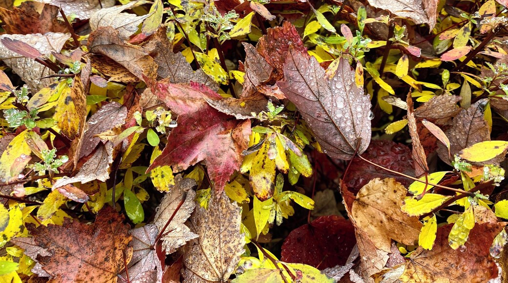 Enjoying the autumn colors.