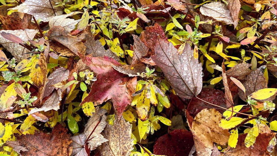 Enjoying the autumn colors.