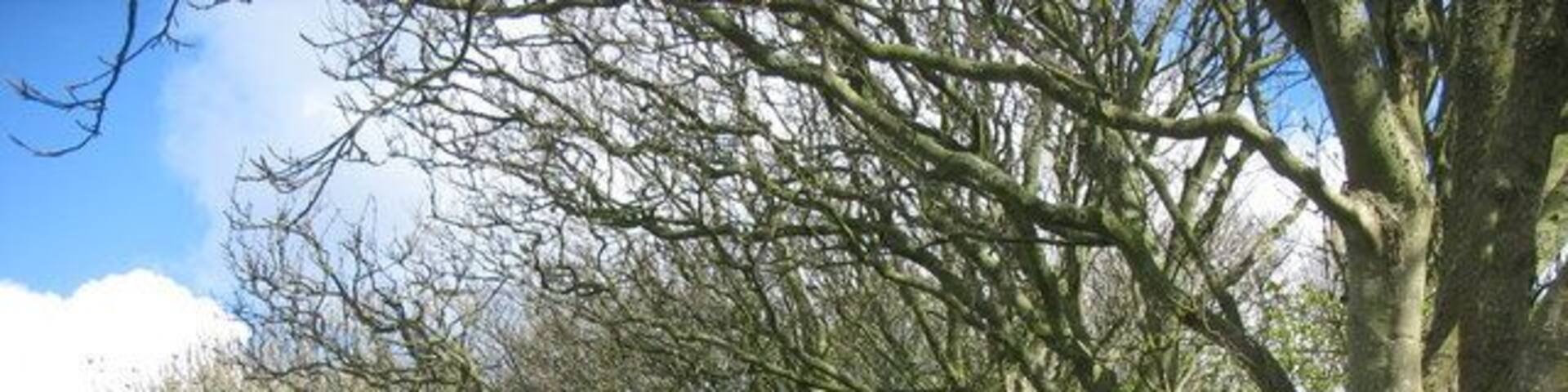 The Daisy covered graveyard of Eglwys Peirio Sant