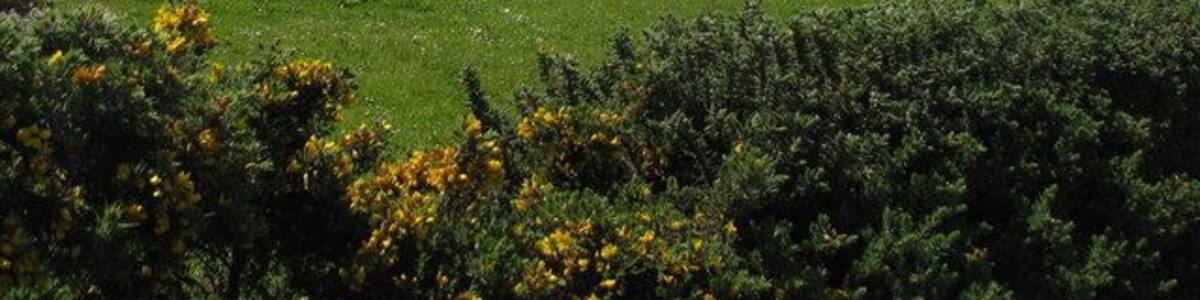 Sheep pasture at Garnedd-newydd Farm