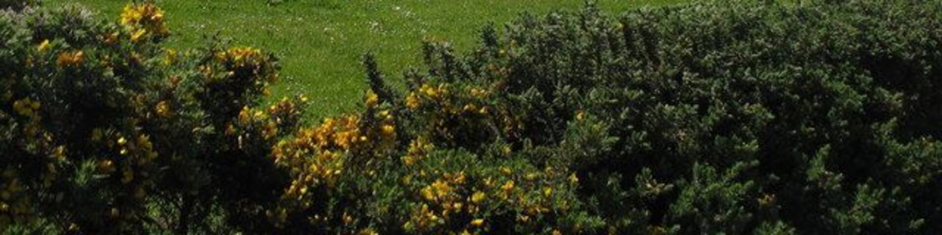 Sheep pasture at Garnedd-newydd Farm
