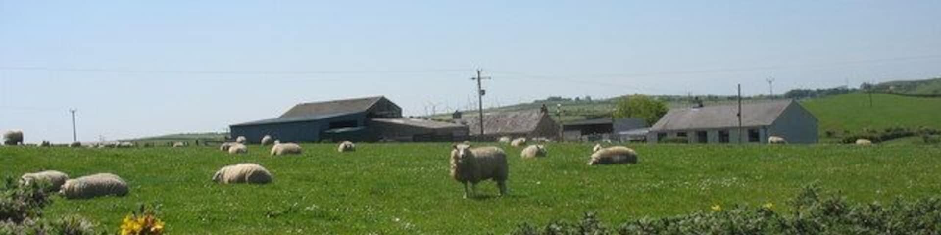 Sheep pasture at Garnedd-newydd Farm