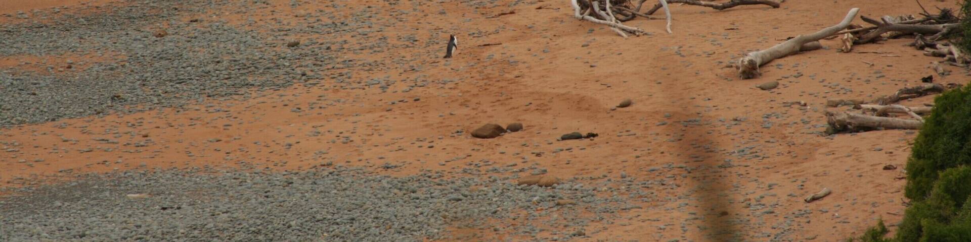 At the end of the road is a gorgeous beach. After 3PM you are not allowed on it anymore, because the yellow eyed penguins will come back from their fishing activities. You can look at them, although you are quite high up and the penguins are tiny!