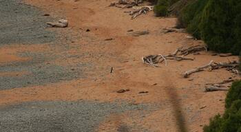 At the end of the road is a gorgeous beach. After 3PM you are not allowed on it anymore, because the yellow eyed penguins will come back from their fishing activities. You can look at them, although you are quite high up and the penguins are tiny!