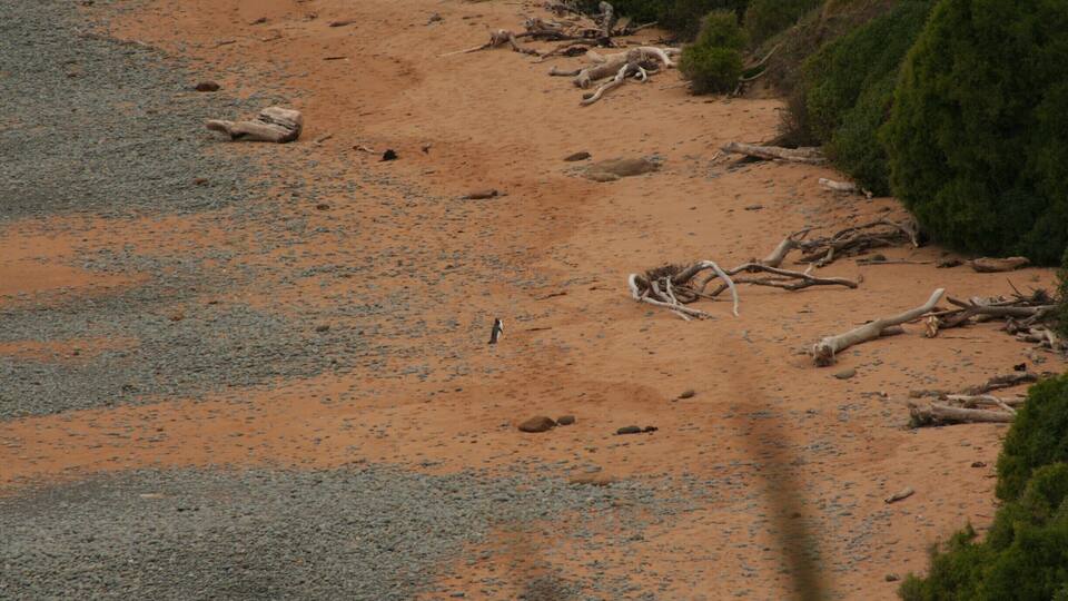 At the end of the road is a gorgeous beach. After 3PM you are not allowed on it anymore, because the yellow eyed penguins will come back from their fishing activities. You can look at them, although you are quite high up and the penguins are tiny!