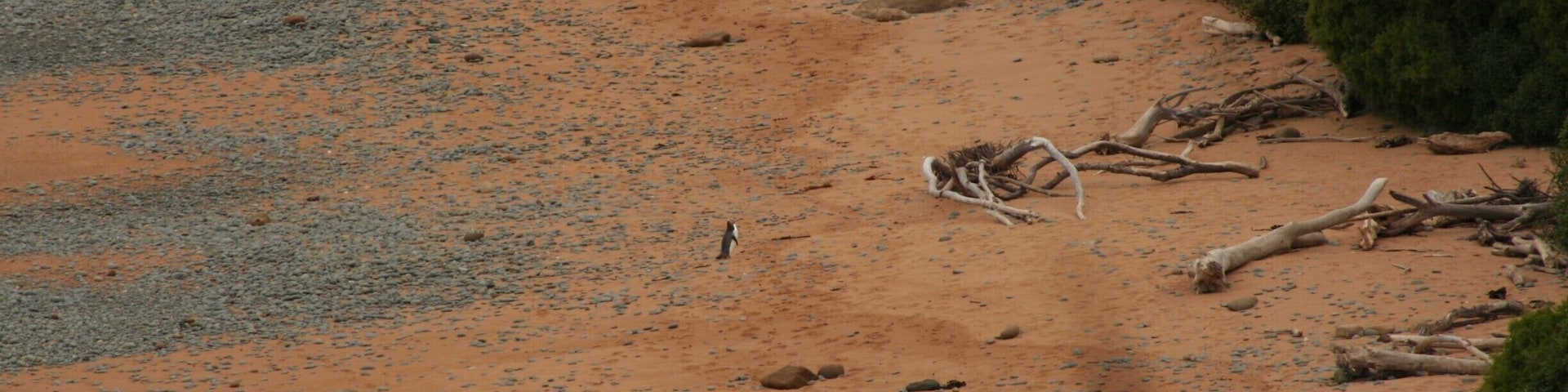 At the end of the road is a gorgeous beach. After 3PM you are not allowed on it anymore, because the yellow eyed penguins will come back from their fishing activities. You can look at them, although you are quite high up and the penguins are tiny!
