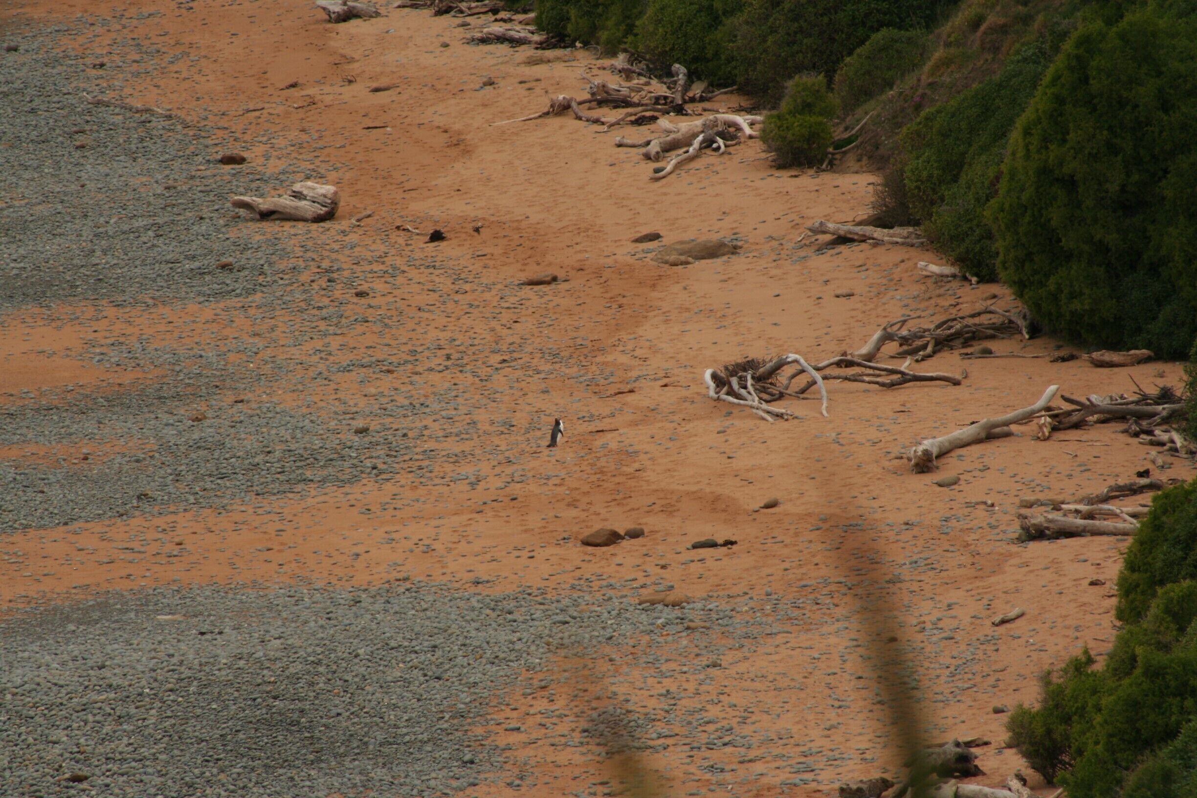 A sandy beach with scattered driftwood and sparse vegetation.