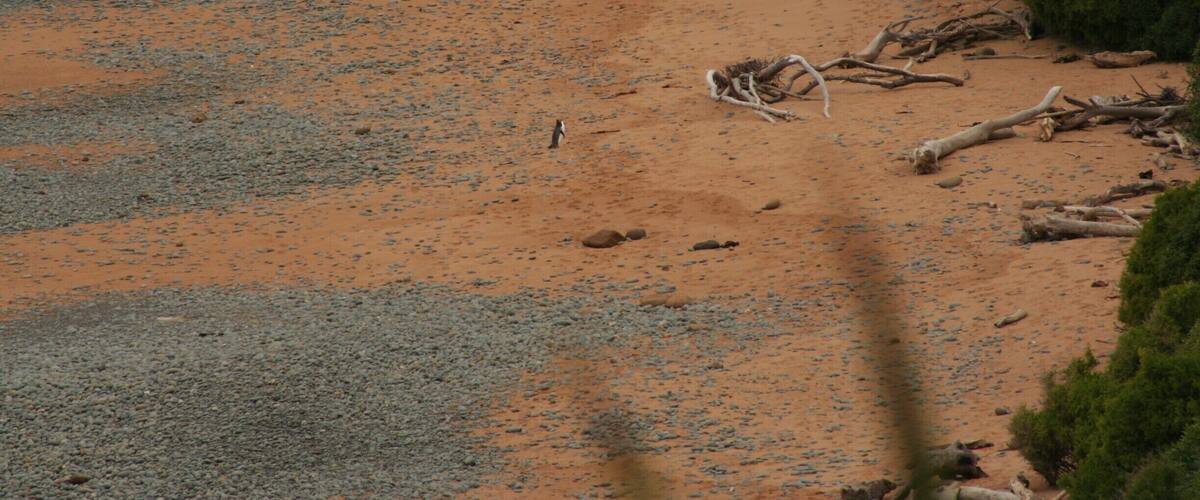 A sandy beach with scattered driftwood and sparse vegetation.