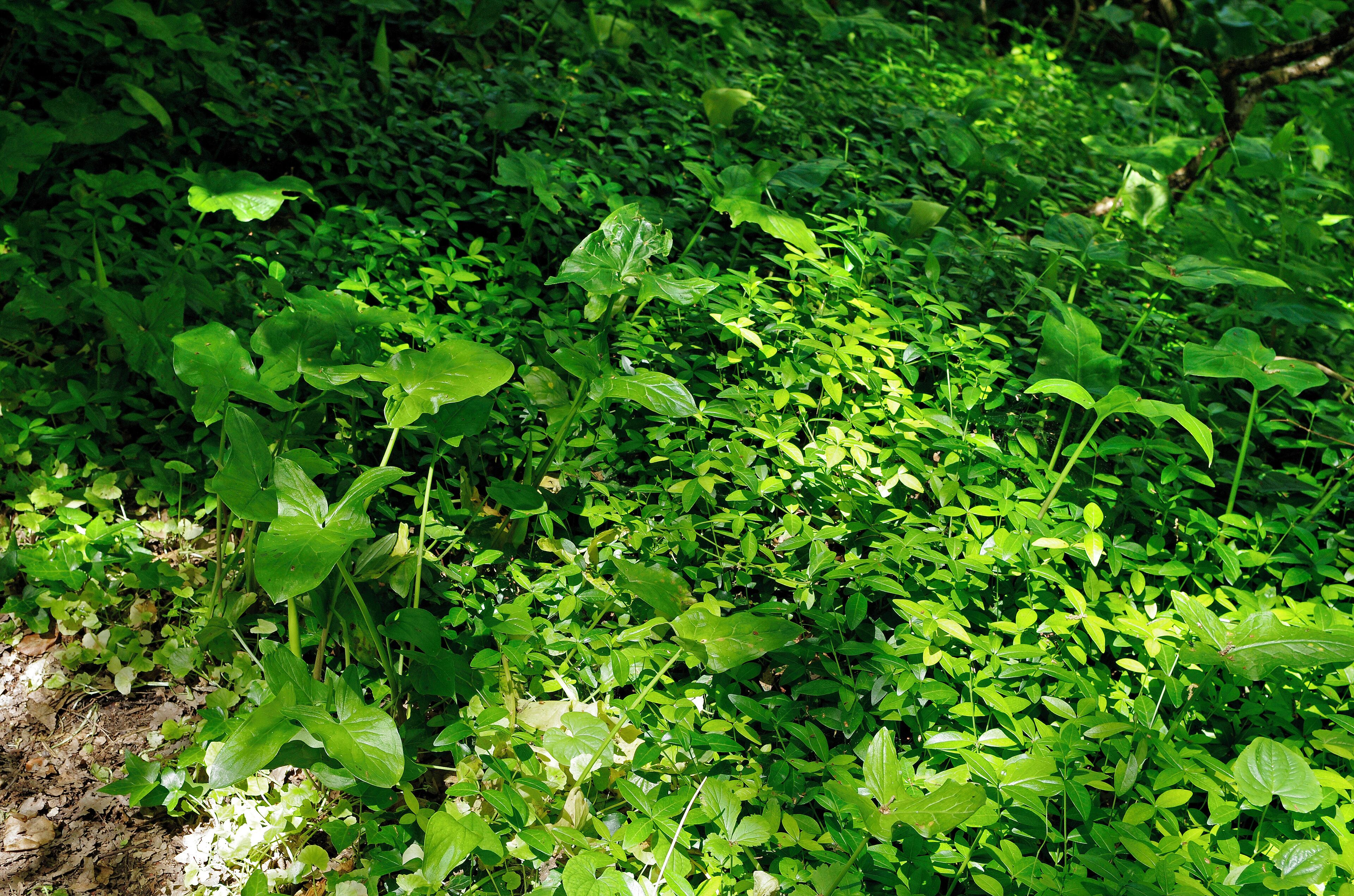 Chemillé-sur-Indrois (Indre-et-Loire) Arums et pervenches sur le site des aqueducs. Aqueducs gallo-romain de la Ronde et du Gravier. Il s'agit de deux petits aqueducs sur la rive gauche de l'Indrois. Ces deux aqueducs devaient alimenter en eau une villa située à la limite de Chemillé et Montrésor. On estime le débit de chacun des aqueducs à environ 300 m³ par jour. Le premier aqueduc, probablement découvert lors du creusement des caves voisines, est une galerie souterraine de 1,70 m à 1,80 m de hauteur et large d’environ 55 cm. Le petit canal, de 17 cm par 17 cm, a été façonné après creusement de la galerie avec du ciment romain. Le canal (specus) est recouvert de terre par endroit et donc non visible. La galerie s'enfonce sous le plateau vers le sud, elle est ensuite partiellement comblée. Un bassin de régulation a pu être identifié, il permettait d'éliminer le trop plein dans une ravine ou de mettre l'aqueduc hors d'eau pour l'enteretien et les réparations. La seconde galerie mène à environ 33,50 m de l’entrée à une petite pièce ovoïde de 1m sur 1m,10 avec une aération donnant sur les champs. Ensuite la galerie est obstruée. Un aqueduc pouvait comporter des galeries souterraines, des ponts pour franchir les vallées, et par endroit être un simple canal recouvert de pierres. Lors de la construction, le calcul de la pente des aqueducs était effectué par les "libratores". Pour tracer le parcours les ingénieurs romains disposaient de trois instruments : la groma*, le chorobate* et la dioptra*. Les Gallo-romains avaient pour habitude de laisser tous les 30 m des puits (putei ou lumina) pour faciliter le creusement de la galerie et le calcul de la pente nécessaire à l’écoulement de l’eau. L'entretien des aqueducs, nettoyage et réparation, était assuré par les "aquarii". Les eaux acheminées étaient choisies avec soin. Dans "De Architectura", Vitruve nous indique la démarche : "« On pourra connaître par plusieurs observations qu'elle est la qualité des eaux. Car si elles coulent à découvert sur la terre, avant que de les enfermer pour les conduire, il faudra considérer qu'elle est l'état physique des habitants du lieu. S'ils sont robustes et de bonne couleur, et qu'ils ne sont sujets ni aux maux de jambe, ni aux fluxions sur les yeux, on sera assuré de la bonté des eaux. Mais aussi, dans le cas d'une fontaine nouvellement découverte, si des gouttes de son eau étant jetées sur du cuivre de Corinthe, ou sur d'autre bon cuivre, n'y font point de tâche, c'est un indice que l'eau est excellente. Et encore, si l'eau après avoir été bouillie ne laisse au fond du vase aucun sable ou limon ; et si l'on remarque que les légumes bouillis dans cette eau se cuisent promptement. Enfin on saura que l'eau est légère et très bonne, si étant claire et belle à la source, elle ne gâte point les lieux ou elle passe par de la mousse, des joncs ou d'autres saletés. » Le coût des aqueducs en faisait des constructions non seulement utilitaires, mais également de prestige. Voir (LES AQUEDUCS ANTIQUES - CONDUIRE L'EAU (AQUAE DUCTUS)- Jean Claude Litaudon © 2004 - TRAIANVS © 2004). La groma, instrument de géomètre destiné à déterminer des directions orthogonales. Elle est essentiellement composée d'une croix horizontale sur un support, au bout de chaque branche pend un fil à plomb. On place des piquets en les alignant sur deux fils à plombs. Le nom de groma viendrait du grec gnomon, équerre. Le chorobate servait à mesurer les dénivellations. Elle est essentiellement composée d'une règle avec une goutière dans laquelle on met de l'eau. Des fils à plomb permettent de mettre la règle horizontale. La distance de la surface de l'eau par rapport aux bords donne la pente. La dioptra, est analogue au théodolite, mais sans lunette optique.