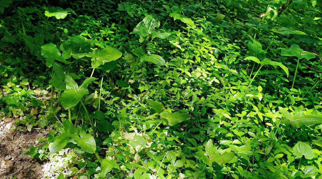 Chemillé-sur-Indrois (Indre-et-Loire) Arums et pervenches sur le site des aqueducs. Aqueducs gallo-romain de la Ronde et du Gravier. Il s'agit de deux petits aqueducs sur la rive gauche de l'Indrois. Ces deux aqueducs devaient alimenter en eau une villa située à la limite de Chemillé et Montrésor. On estime le débit de chacun des aqueducs à environ 300 m³ par jour. Le premier aqueduc, probablement découvert lors du creusement des caves voisines, est une galerie souterraine de 1,70 m à 1,80 m de hauteur et large d’environ 55 cm. Le petit canal, de 17 cm par 17 cm, a été façonné après creusement de la galerie avec du ciment romain. Le canal (specus) est recouvert de terre par endroit et donc non visible. La galerie s'enfonce sous le plateau vers le sud, elle est ensuite partiellement comblée. Un bassin de régulation a pu être identifié, il permettait d'éliminer le trop plein dans une ravine ou de mettre l'aqueduc hors d'eau pour l'enteretien et les réparations. La seconde galerie mène à environ 33,50 m de l’entrée à une petite pièce ovoïde de 1m sur 1m,10 avec une aération donnant sur les champs. Ensuite la galerie est obstruée. Un aqueduc pouvait comporter des galeries souterraines, des ponts pour franchir les vallées, et par endroit être un simple canal recouvert de pierres. Lors de la construction, le calcul de la pente des aqueducs était effectué par les "libratores". Pour tracer le parcours les ingénieurs romains disposaient de trois instruments : la groma*, le chorobate* et la dioptra*. Les Gallo-romains avaient pour habitude de laisser tous les 30 m des puits (putei ou lumina) pour faciliter le creusement de la galerie et le calcul de la pente nécessaire à l’écoulement de l’eau. L'entretien des aqueducs, nettoyage et réparation, était assuré par les "aquarii". Les eaux acheminées étaient choisies avec soin. Dans "De Architectura", Vitruve nous indique la démarche : "« On pourra connaître par plusieurs observations qu'elle est la qualité des eaux. Car si elles coulent à découvert sur la terre, avant que de les enfermer pour les conduire, il faudra considérer qu'elle est l'état physique des habitants du lieu. S'ils sont robustes et de bonne couleur, et qu'ils ne sont sujets ni aux maux de jambe, ni aux fluxions sur les yeux, on sera assuré de la bonté des eaux. Mais aussi, dans le cas d'une fontaine nouvellement découverte, si des gouttes de son eau étant jetées sur du cuivre de Corinthe, ou sur d'autre bon cuivre, n'y font point de tâche, c'est un indice que l'eau est excellente. Et encore, si l'eau après avoir été bouillie ne laisse au fond du vase aucun sable ou limon ; et si l'on remarque que les légumes bouillis dans cette eau se cuisent promptement. Enfin on saura que l'eau est légère et très bonne, si étant claire et belle à la source, elle ne gâte point les lieux ou elle passe par de la mousse, des joncs ou d'autres saletés. » Le coût des aqueducs en faisait des constructions non seulement utilitaires, mais également de prestige. Voir (LES AQUEDUCS ANTIQUES - CONDUIRE L'EAU (AQUAE DUCTUS)- Jean Claude Litaudon © 2004 - TRAIANVS © 2004). La groma, instrument de géomètre destiné à déterminer des directions orthogonales. Elle est essentiellement composée d'une croix horizontale sur un support, au bout de chaque branche pend un fil à plomb. On place des piquets en les alignant sur deux fils à plombs. Le nom de groma viendrait du grec gnomon, équerre. Le chorobate servait à mesurer les dénivellations. Elle est essentiellement composée d'une règle avec une goutière dans laquelle on met de l'eau. Des fils à plomb permettent de mettre la règle horizontale. La distance de la surface de l'eau par rapport aux bords donne la pente. La dioptra, est analogue au théodolite, mais sans lunette optique.