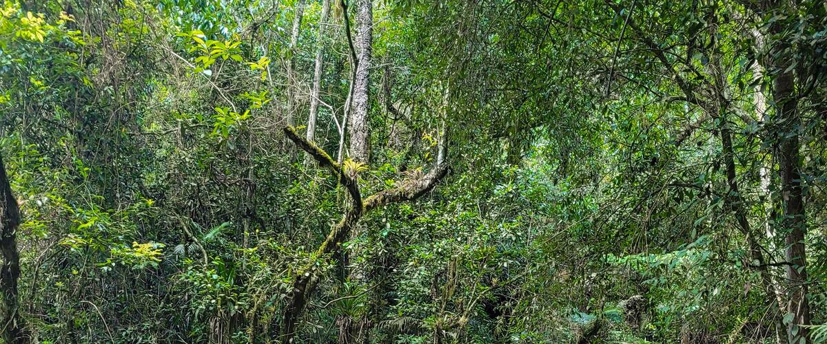 Wooden walkway in the forest leading to the Buraco do Padre cave in the state of Parana in Brazil.