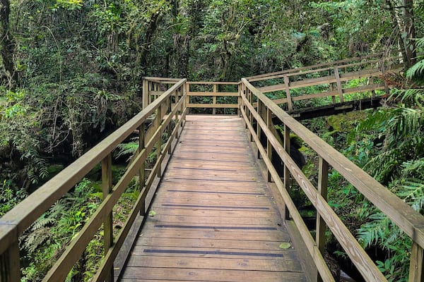Wooden walkway in the forest leading to the Buraco do Padre cave in the state of Parana in Brazil.
