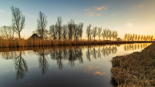 The setting sun casts a golden glow on this windless winter evening in Avenhorn (North Holland)..A small cluster of clouds and the row of trees are mirrored in the calm water.