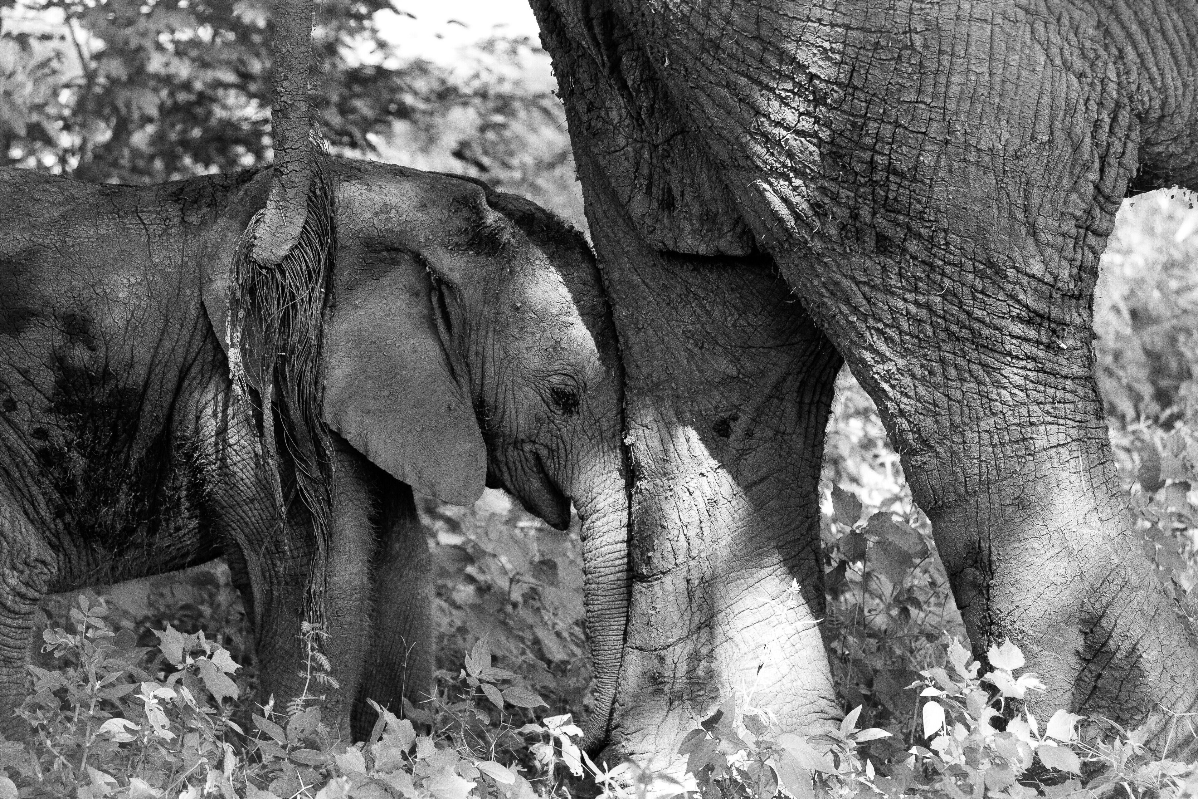Mommy Dearest. A baby elephant nuzzles up to its mother. #botswana #africa #elephants #wildlife #animals