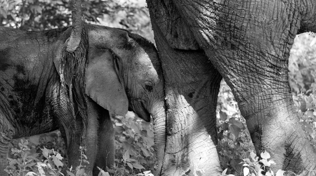 Mommy Dearest. A baby elephant nuzzles up to its mother. #botswana #africa #elephants #wildlife #animals