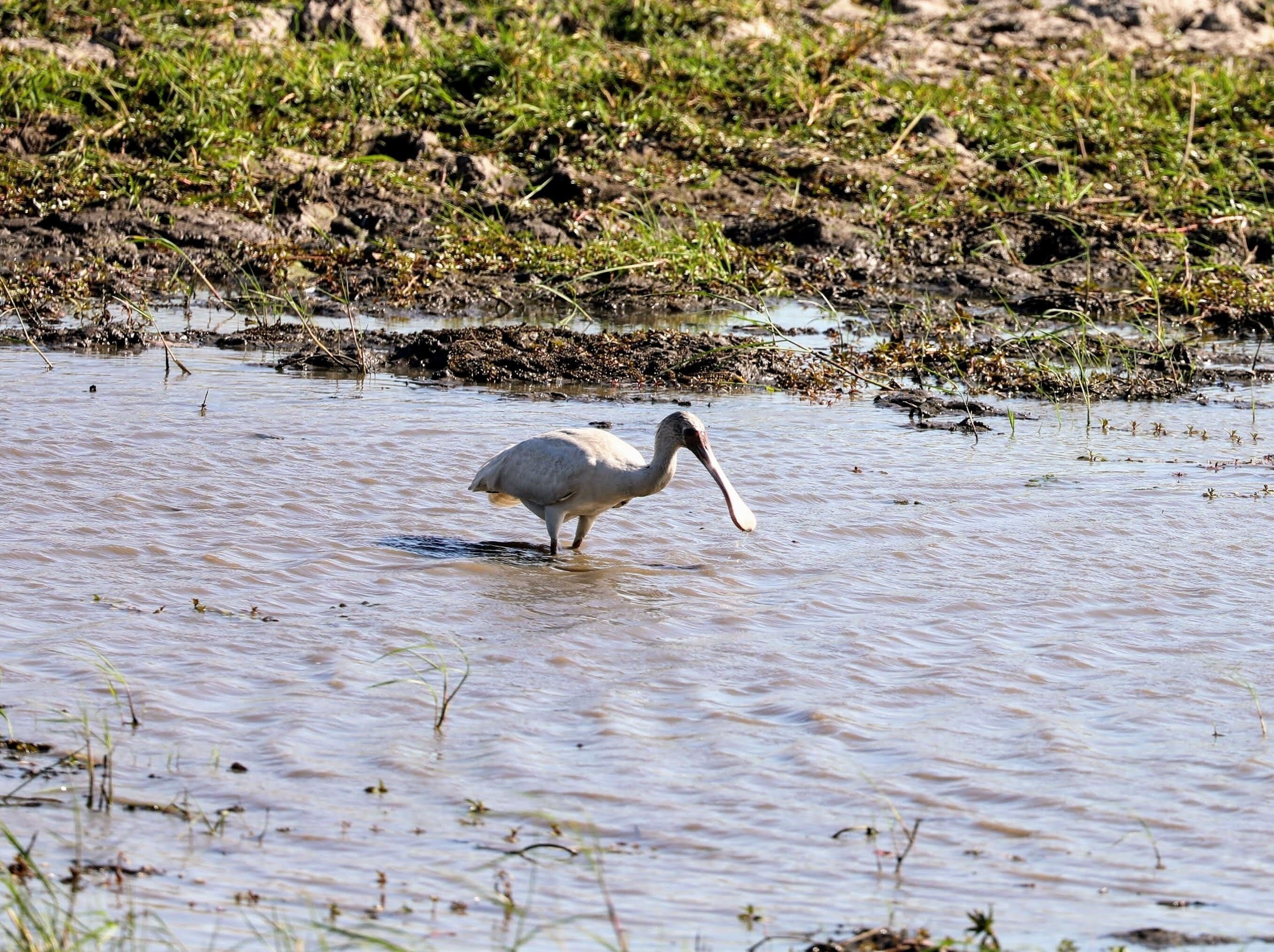 Ok not as exciting as lions and etc but the birds always interest me and this is a spoon bill stork ( well 90 percent sure) and I thought seeing it was very exciting to see. This was Nov 2017 in Botswana