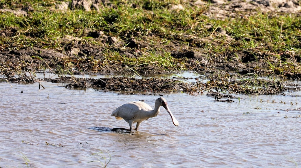 Ok not as exciting as lions and etc but the birds always interest me and this is a spoon bill stork ( well 90 percent sure) and I thought seeing it was very exciting to see. This was Nov 2017 in Botswana
