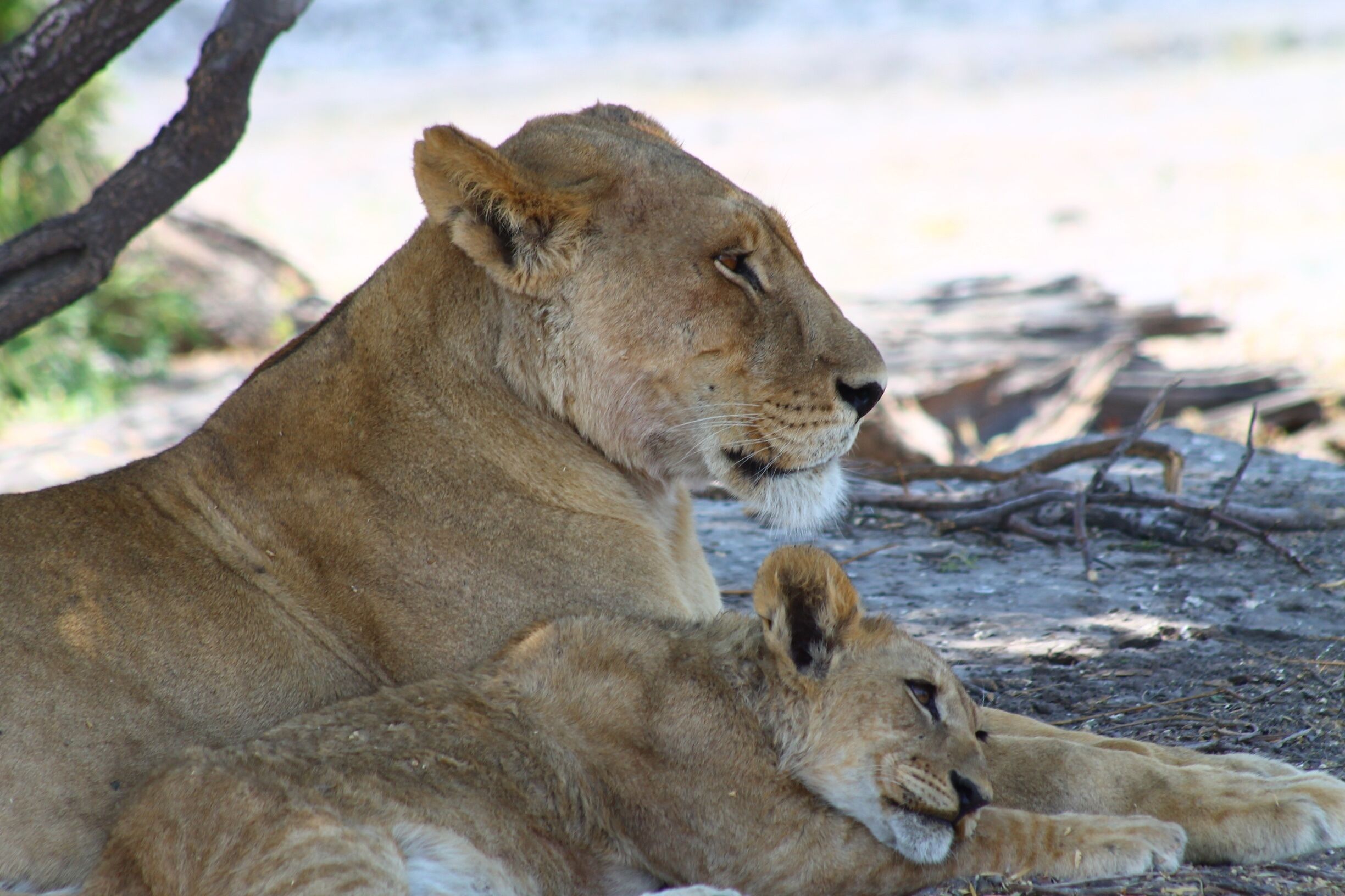 The pride that you found in Savute had 6 lioness and a cub