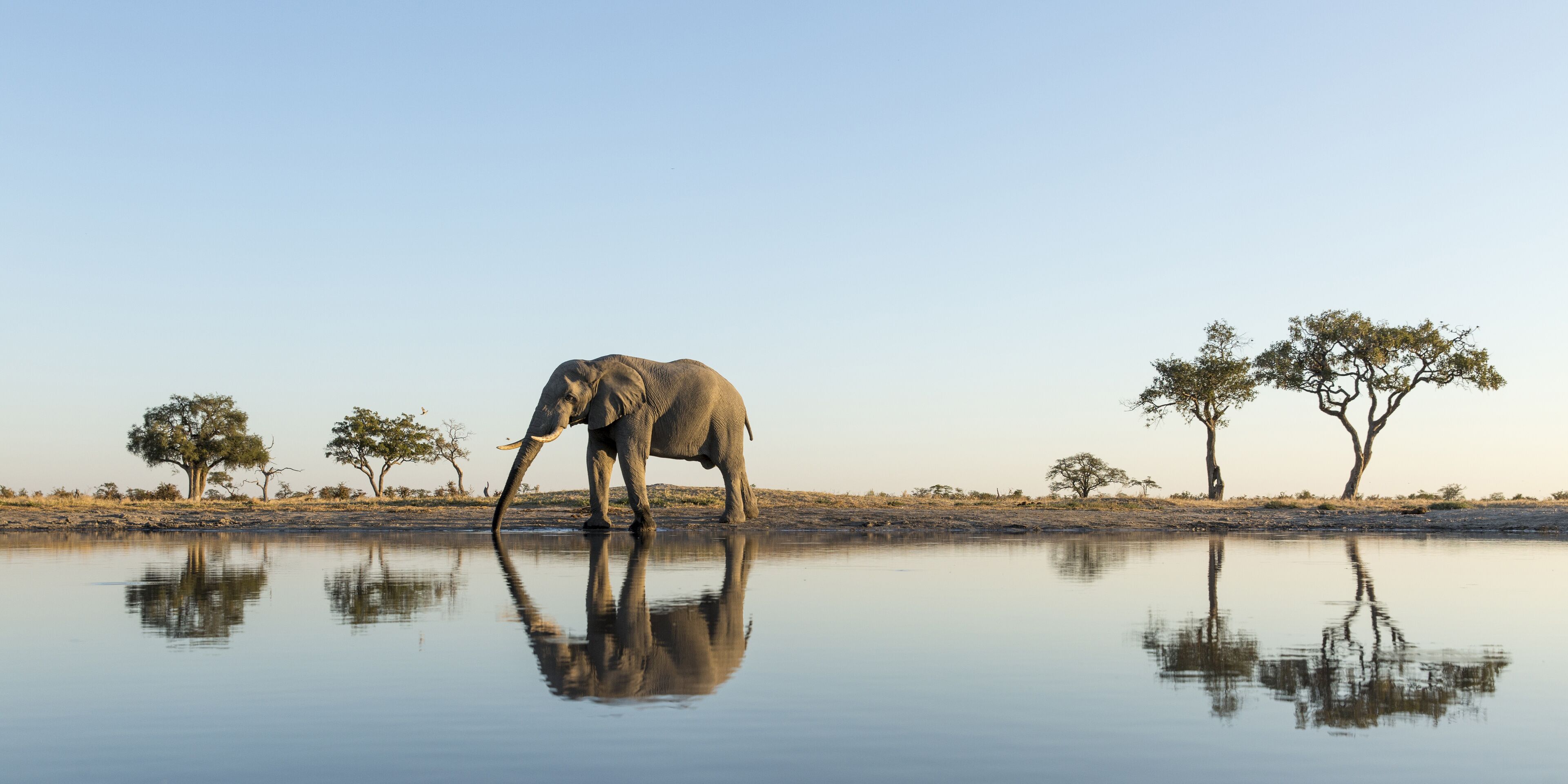 An elephant by a calm water body with reflections, surrounded by sparse trees.