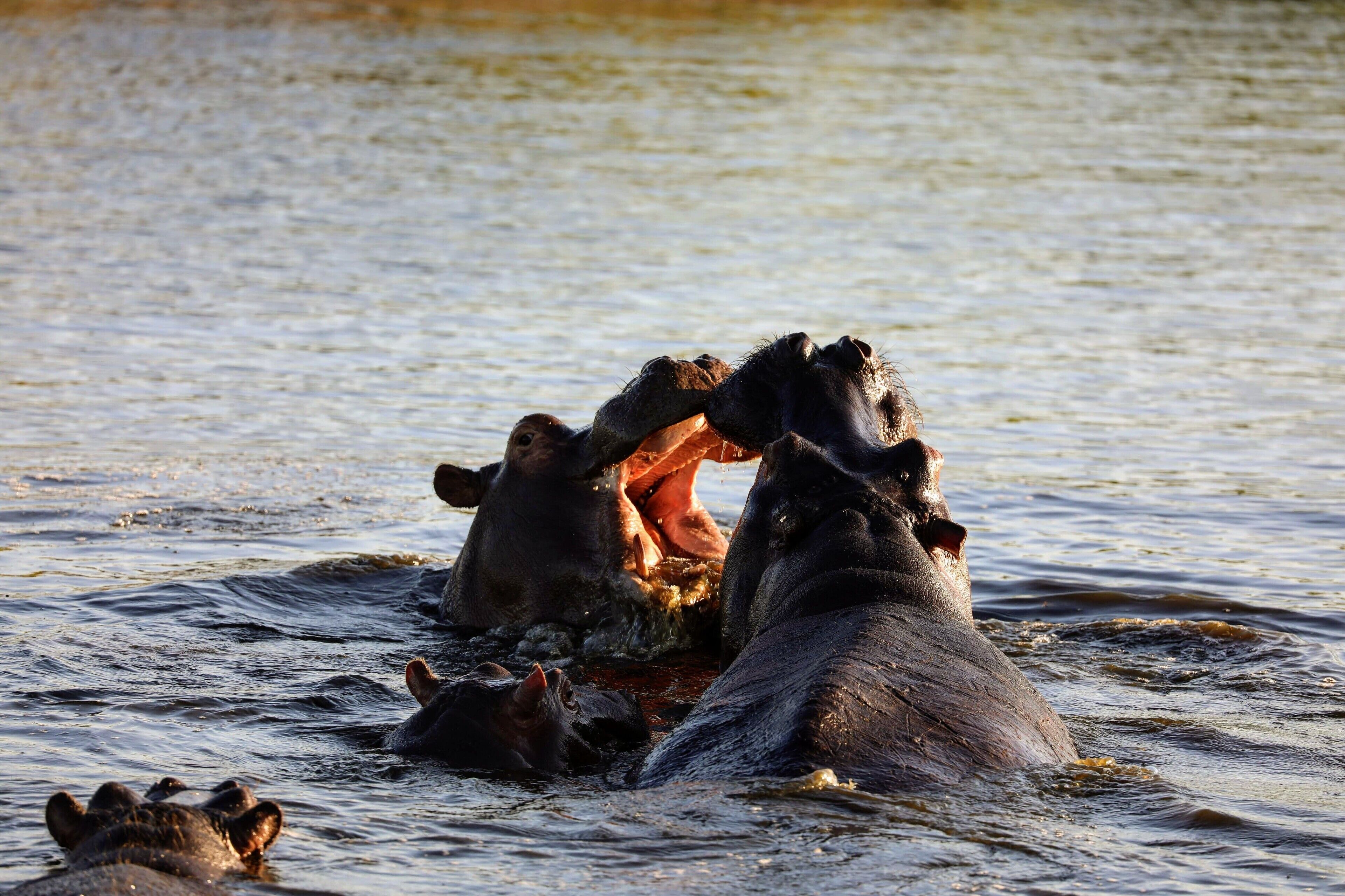 a few hippos playing in the Chobe river. I saw this on a boat trip from the beautiful Chobe Game lodge in Botswana. I recently blogged about my time there if your interested http://circlingthebucketlist.com/index.php/2019/01/01/a-stay-at-chobe-game-lodge/