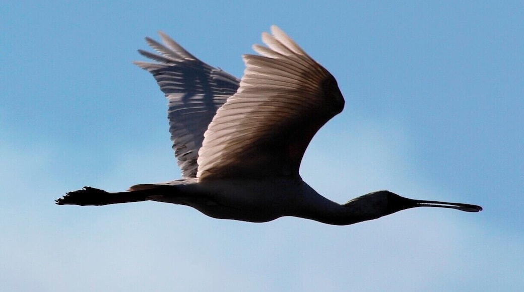 A Spoonbill in flight over the Zambezi
#nationalpark