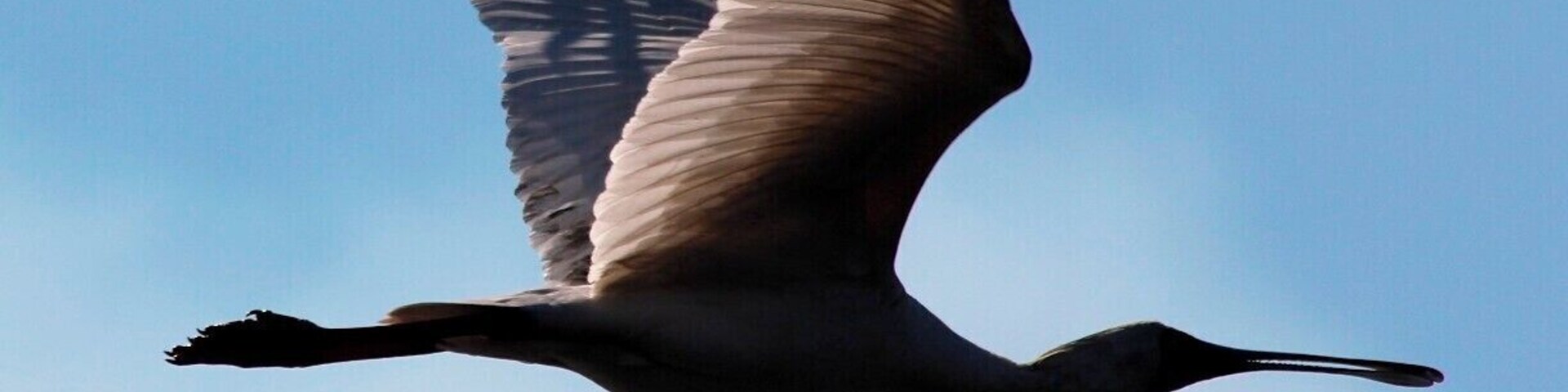 A Spoonbill in flight over the Zambezi
#nationalpark