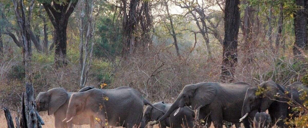 A family of elephants roam as the sun starts to go down in Botswana
#nationalpark