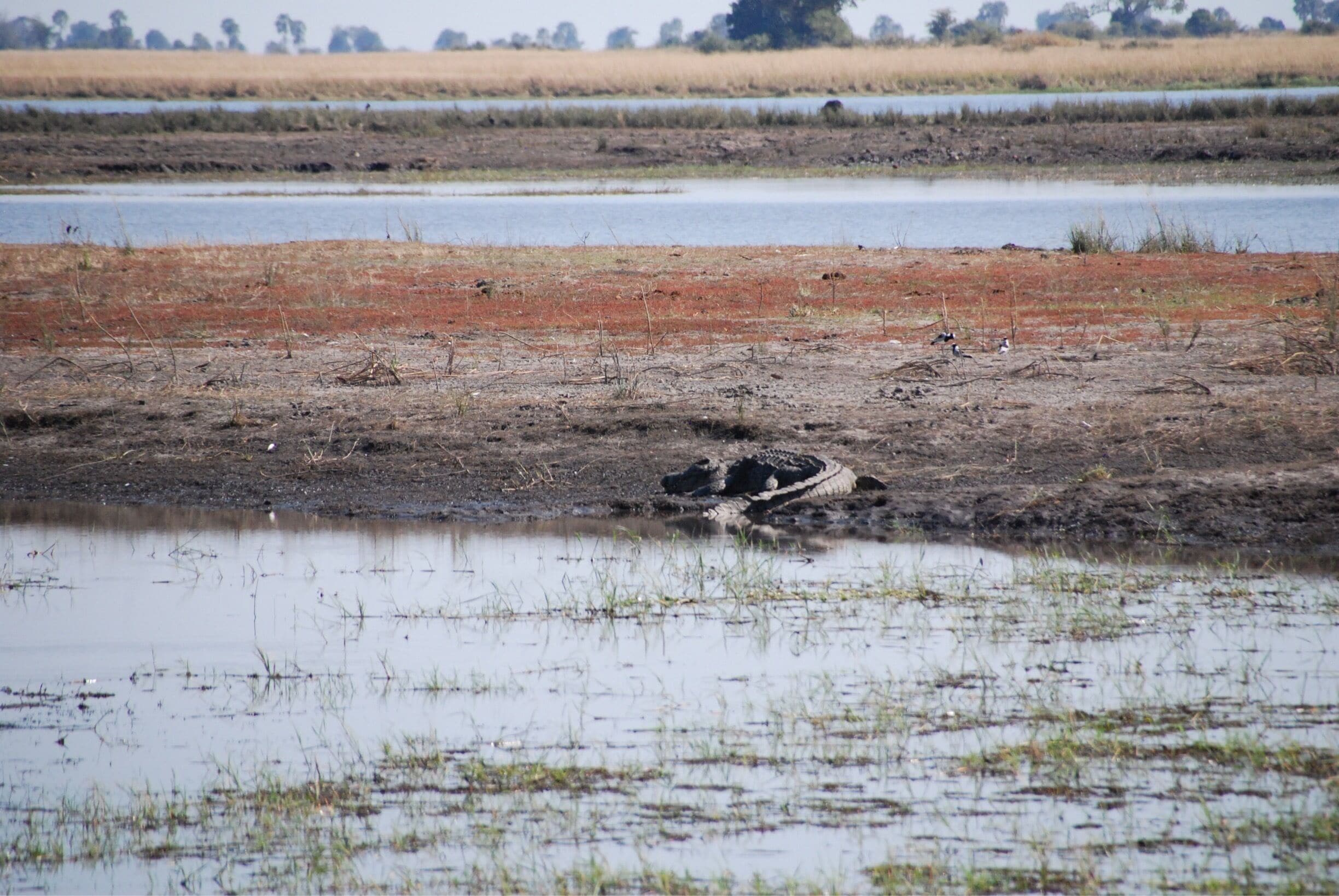 More big crocodiles. This is called "lying in wait."