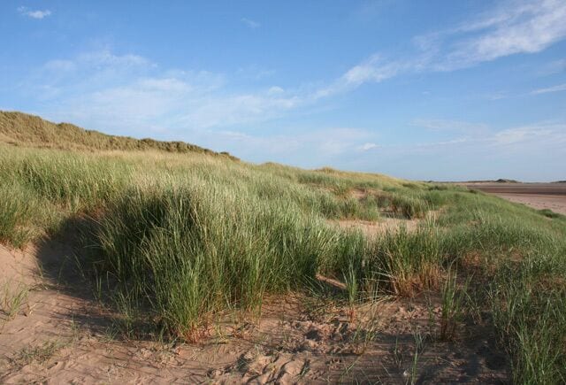 A dune landscape with green grass and sandy terrain under a clear sky.