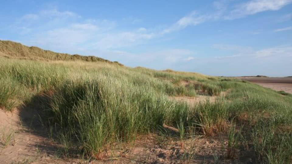 A dune landscape with green grass and sandy terrain under a clear sky.