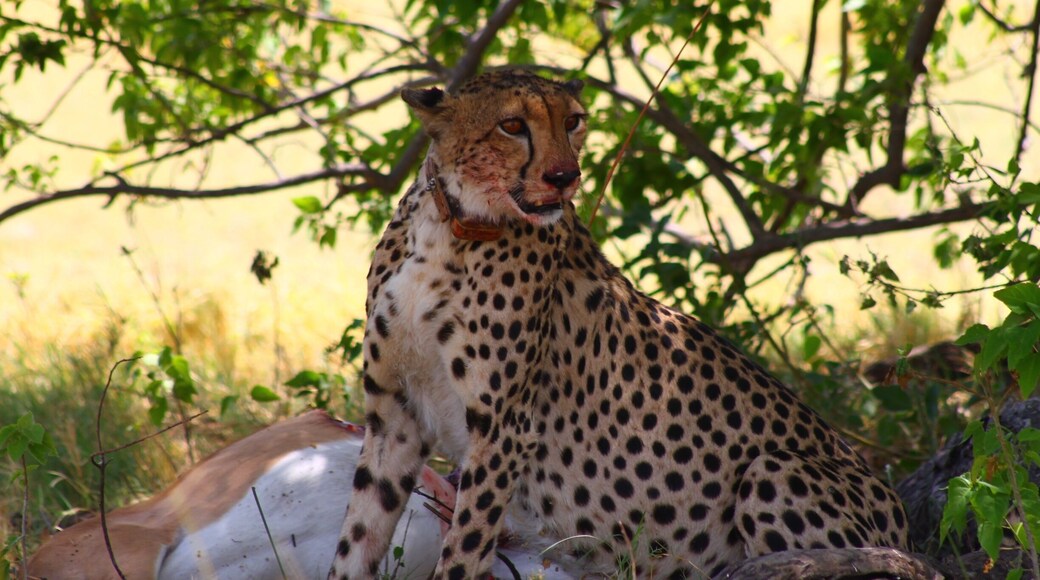 After a quiet morning, we hit the jackpot! A cheetah with a fresh kill, in this case an impala.