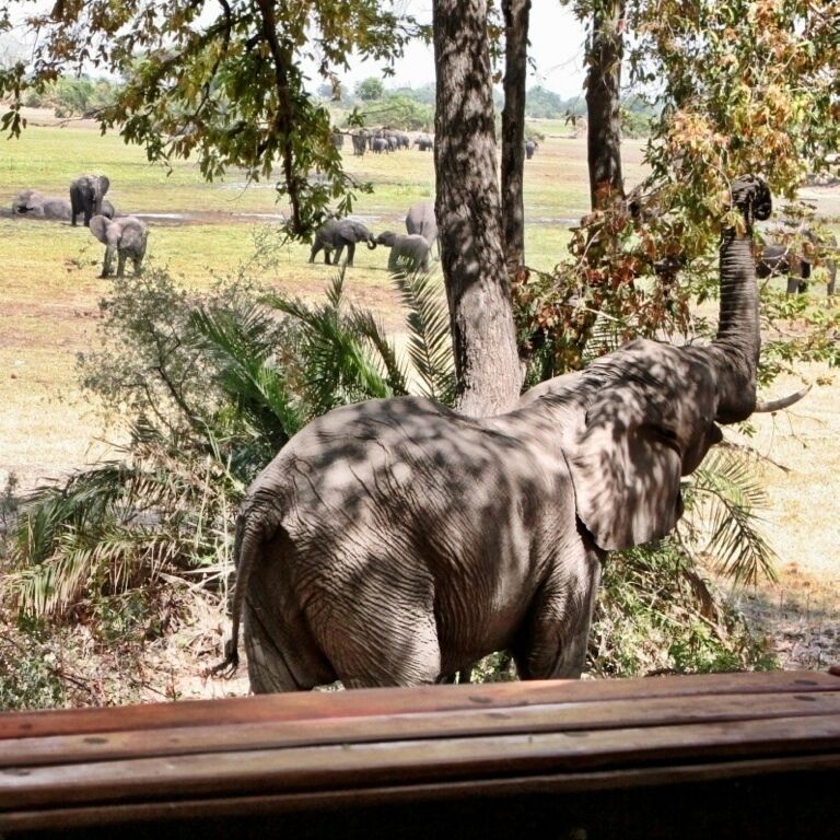 The view from our "tent". Mombo Camp is one of southern Africa's premier safari camps, located on Chief's Island in the heart of the Okavango Delta. The concentration of wildlife is incredible - in the course of two days we saw cheetah, leopard, lion, buffalo, hyena, jackal, herds of elephants and much, much more. 

The entire camp rests on pilings 6ft (2m) off the ground and overlooks a usually active floodplain. Tents are connected via boardwalks, but don't attempt to walk them alone - the camp provides armed guards to ensure your safety. Meals here are fantastic, and each tent features a thatched roof, indoor and outdoor showers, a plunge pool and a terrace. One night we even had a herd of buffalo rumble by underneath our cabin!

Absolutely incredible and worth every penny, even at the current rate of $1500/night/person.