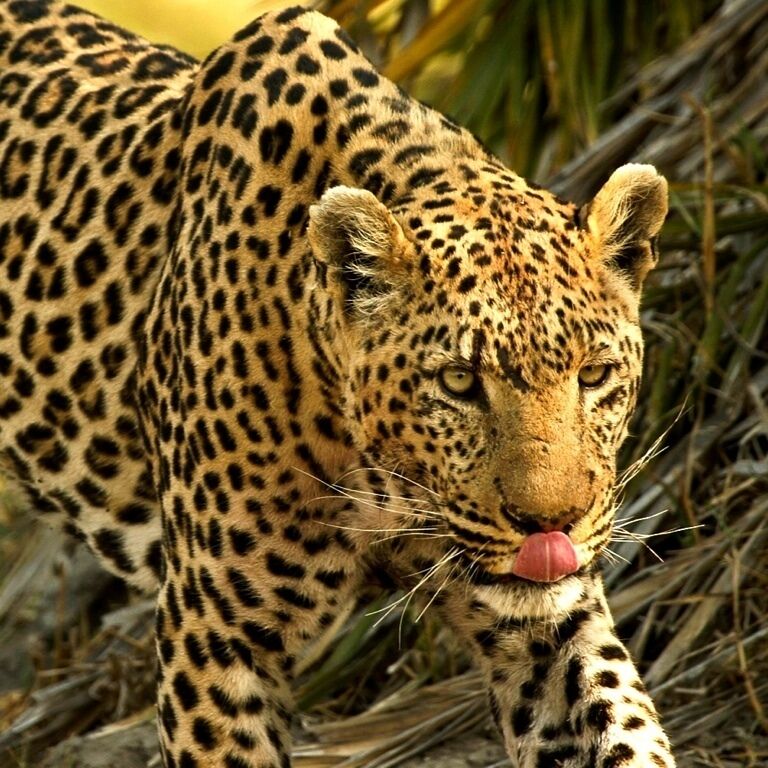 A leopard on the prowl. We followed him for 30 min as he wandered through fields and tussock, harassed the entire time by a troop of baboons. Eventually we left him alone to find his dinner.