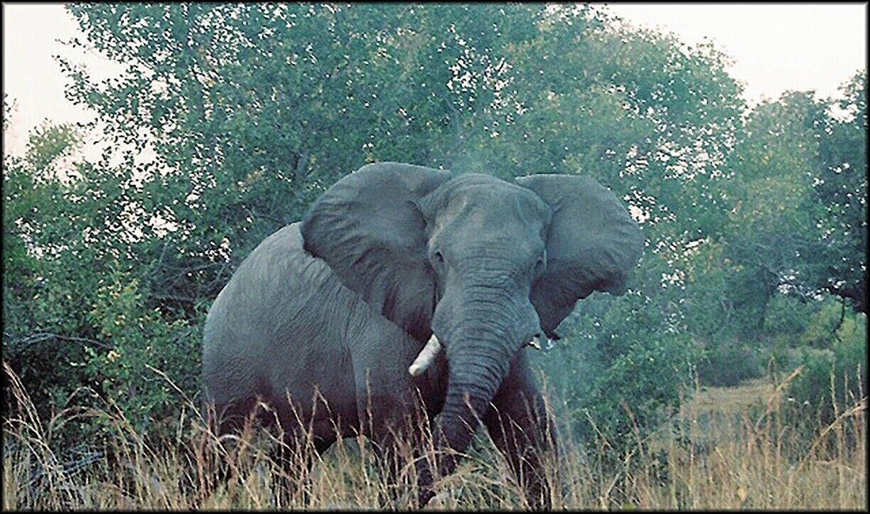 This bull elephant made it clear it did not like us anywhere near his herd. Although numerous and protected, elephants in the Okavango Delta of Botswana live somewhat shorter lives on average than elephants elsewhere because the sandy soil clinging to the vegetation they eat wears down their teeth more quickly.