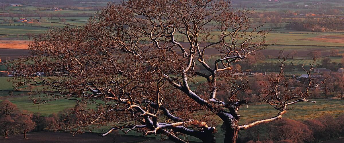A snow-covered landscape with a prominent leafless tree in the foreground and rolling hills in the background.