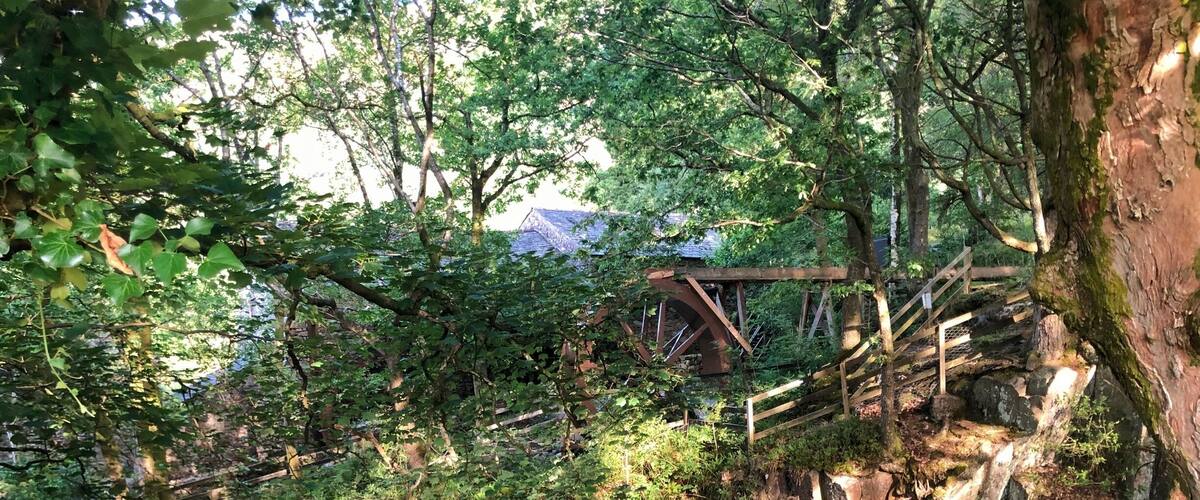 A forested area with a stream, wooden bridge, and a large tree trunk.