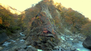 Akazurayama Kokuyūrin Odakura, Nishigō-mura, Nishishirakawa-gun, Fukushima-ken 961-8061, Japan