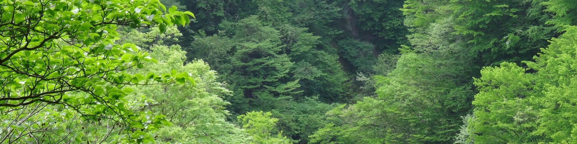 Yuigahara Tsuryū, Nishigō-mura, Nishishirakawa-gun, Fukushima-ken 961-8081, Japan