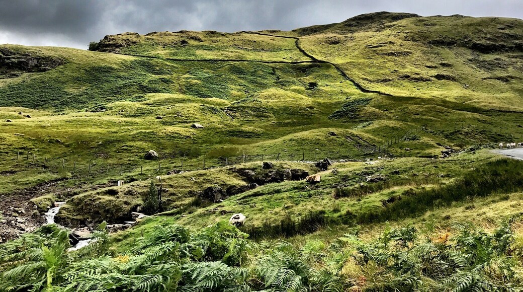 The green in this photo