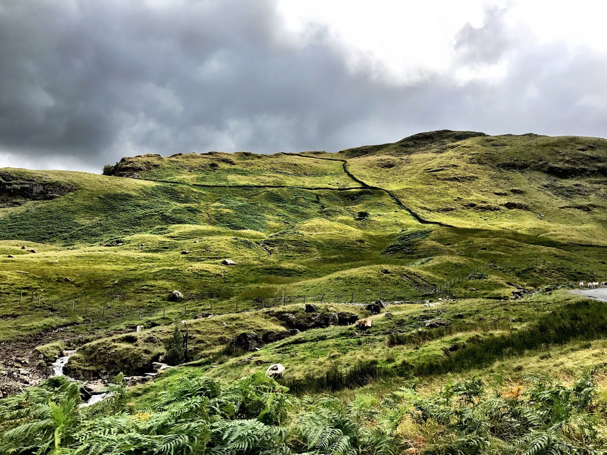 A green hillside with a stream and ferns.