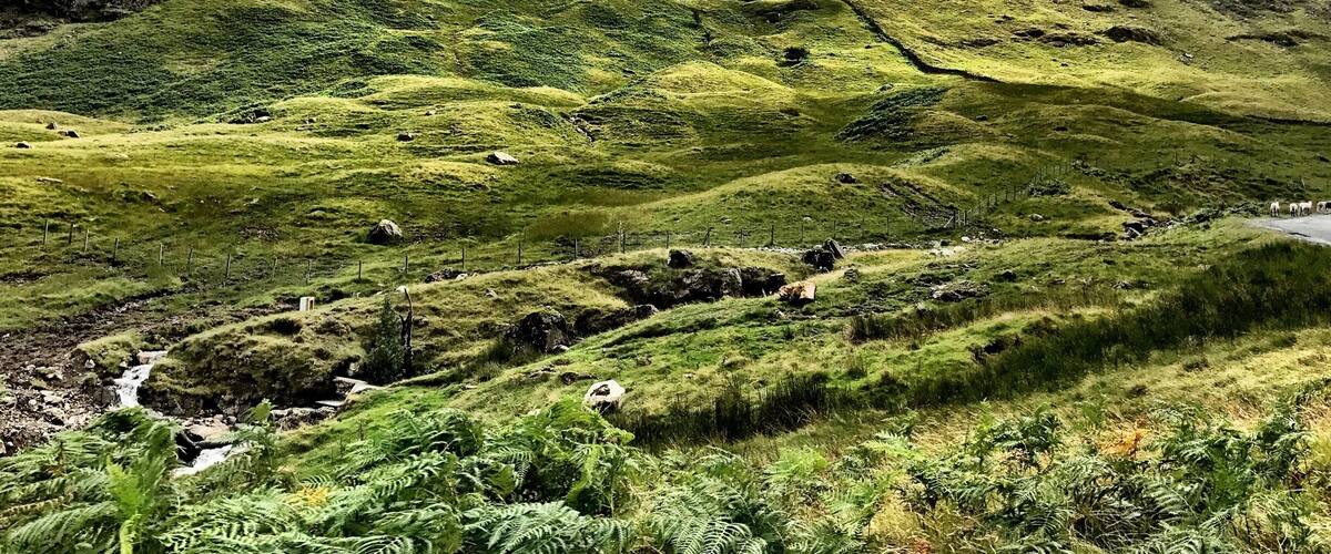 A green hillside with a stream and ferns.