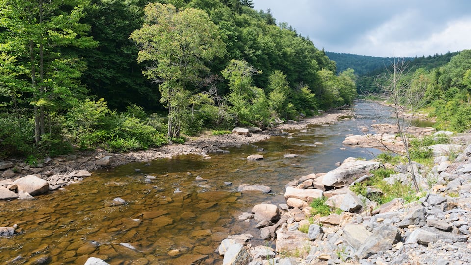 A clear stream with rocks and trees.