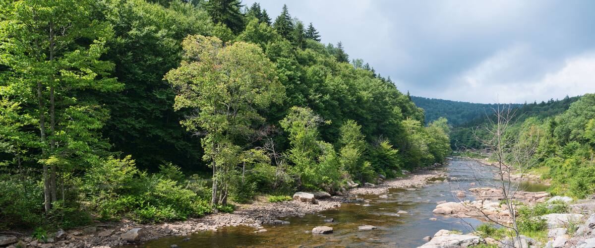 A clear stream with rocks and trees.