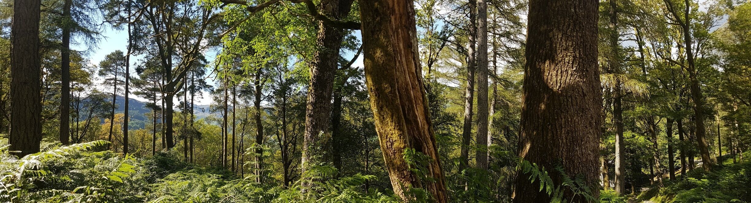 The walk from Chapel Stile to Little Langdale #langdales #woods #woodland #walking #greatlangdale #chapelstile #lakedistrict #cumbria #uk  