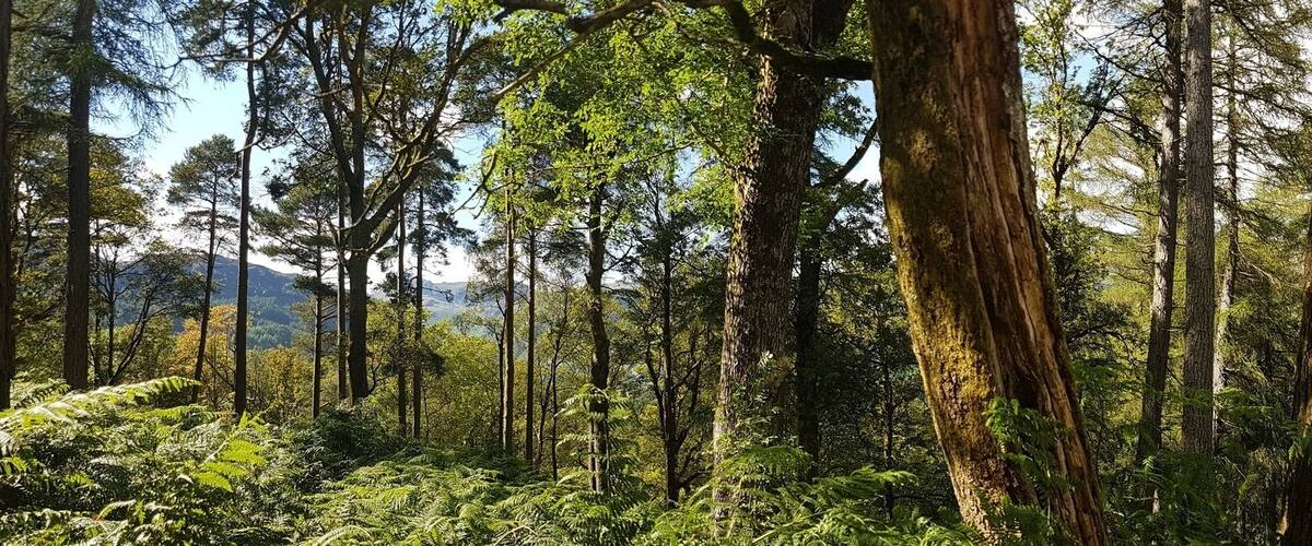 The walk from Chapel Stile to Little Langdale #langdales #woods #woodland #walking #greatlangdale #chapelstile #lakedistrict #cumbria #uk