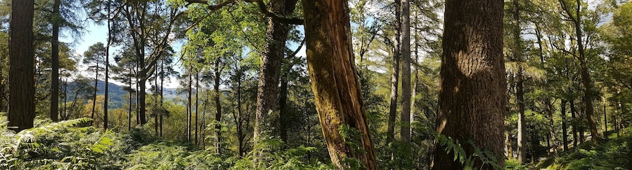The walk from Chapel Stile to Little Langdale #langdales #woods #woodland #walking #greatlangdale #chapelstile #lakedistrict #cumbria #uk