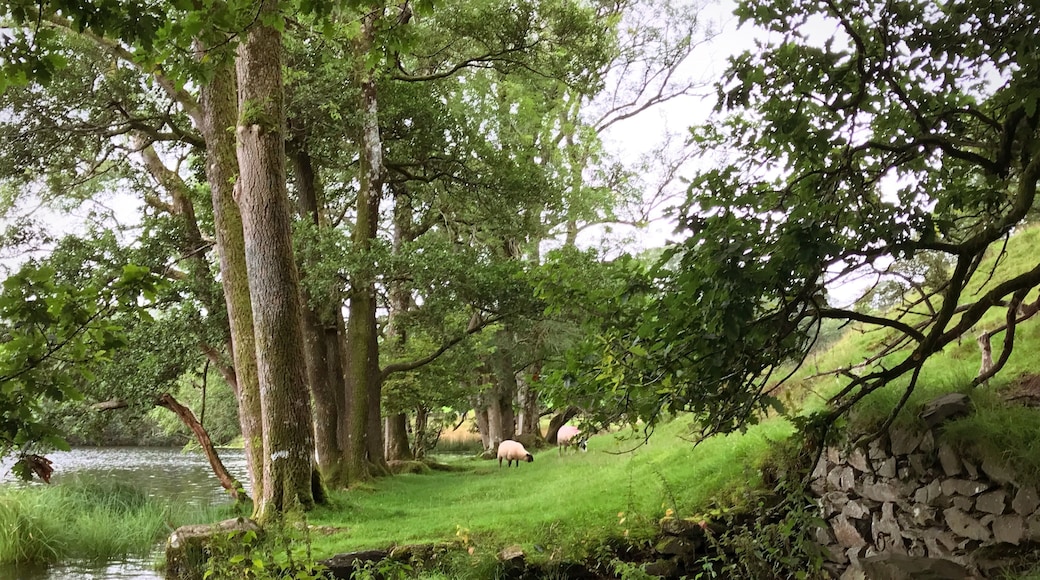 Walk from Ambleside to Loughrigg Tarn, a small natural lake beside Loughrigg Fell.